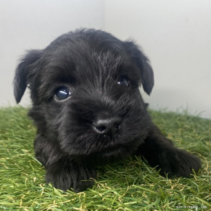 ブリーダー画像