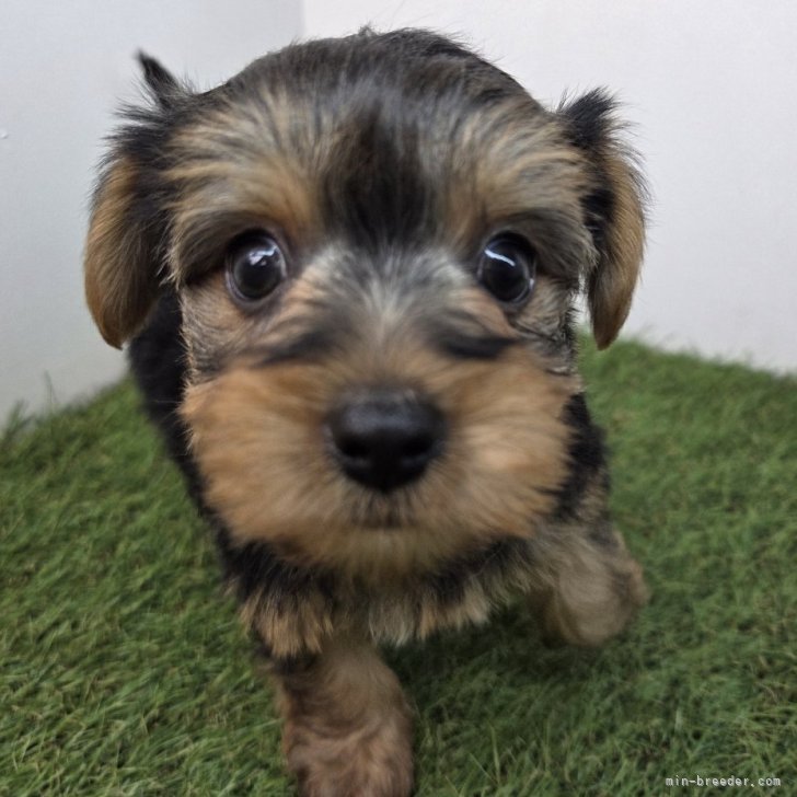 ブリーダー画像