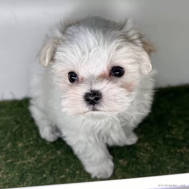 ID:2502-04126の子犬