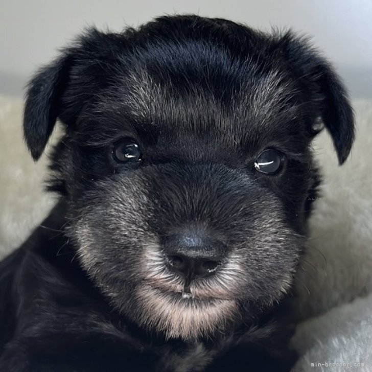 ブリーダー画像