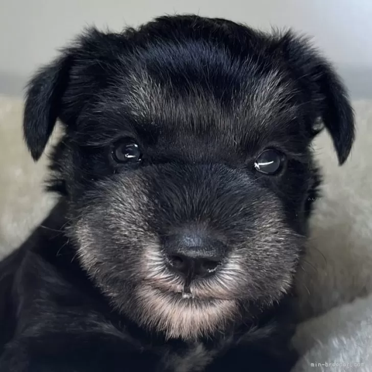 ミニチュアシュナウザー【三重県・女の子・2025年10月6日・ブラック&amp;シルバー】の写真1