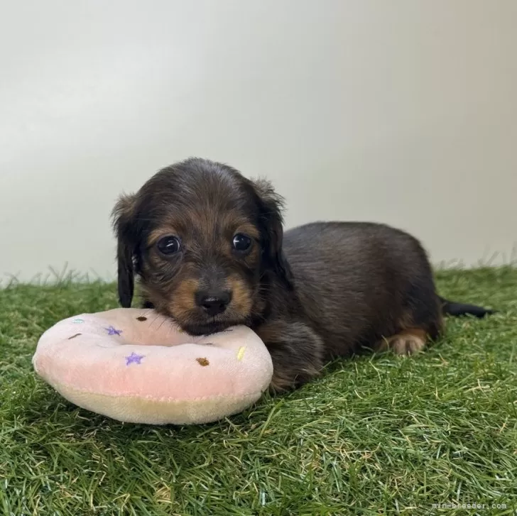 M.K 様のお迎えした子犬