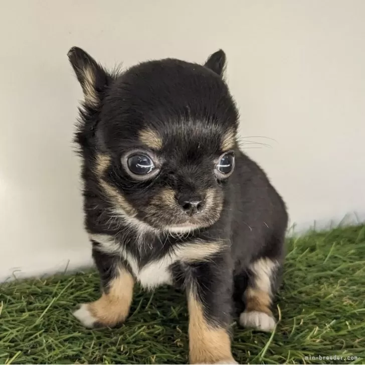 ID:2504-02157の子犬