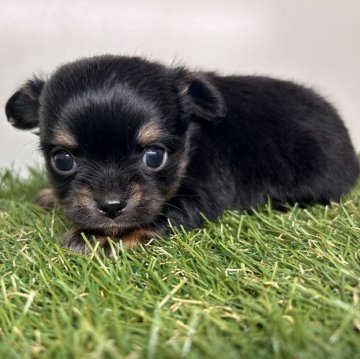 チワワ(ロング)【三重県・男の子・2025年10月31日・ブラック&タン】の写真「大きな眉毛とぱっちりお目目な男の子です✨」
