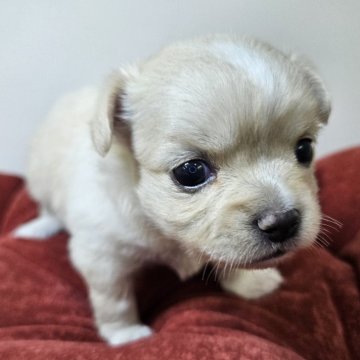 チワワ(ロング)【三重県・女の子・2025年7月16日・クリーム&ホワイト】の写真「大人しく優しい女の子🐶🎀初めて飼う方にも最適✨」