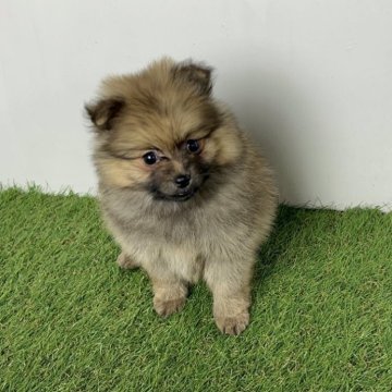 ポメラニアン【三重県・女の子・2025年10月2日・オレンジセーブル】の写真「まるまるボディが魅力的すぎます♡🤣」