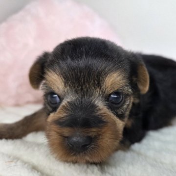 ヨークシャーテリア【三重県・男の子・2025年9月30日・スチールブルー&タン】の写真「甘えん坊な性格です☆」