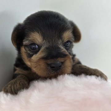 ヨークシャーテリア【三重県・男の子・2025年9月30日・スチールブルー&タン】の写真「甘えん坊な性格です☆」