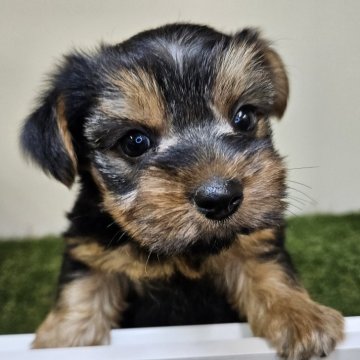ヨークシャーテリア【三重県・男の子・2025年6月22日・スチールブルー&タン】の写真「寂しがり屋なボク🐶4頭兄弟の末っ子くん🐶」