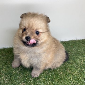 ポメラニアン【三重県・男の子・2025年10月2日・オレンジセーブル】の写真「耳、足、尻尾が黒いキツネ風カラー🦊」