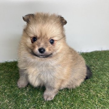 ポメラニアン【三重県・男の子・2025年10月2日・オレンジセーブル】の写真「耳、足、尻尾が黒いキツネ風カラー🦊」