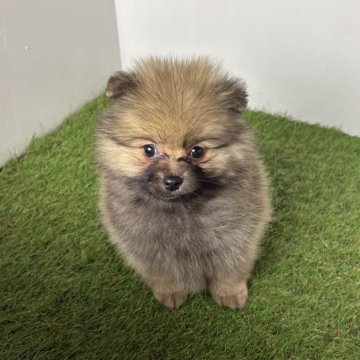 ポメラニアン【三重県・女の子・2025年10月2日・オレンジセーブル】の写真「たぬきみたいなまるまるボディ😍」