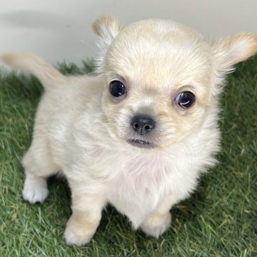 チワワ(ロング)【三重県・男の子・2025年10月18日・クリーム&ホワイト】の写真「クリーム色に白色で唯一無二の柄です💗」