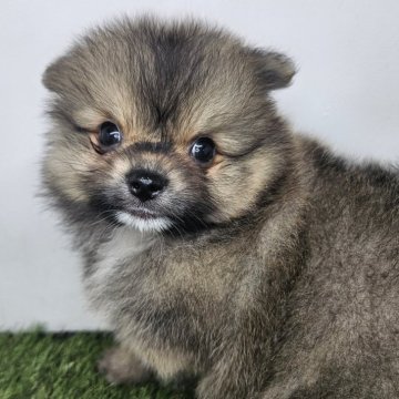 ポメラニアン【三重県・男の子・2025年10月1日・ウルフセーブル】の写真「末っ子くん🐶寝るのだいすきっ✨」