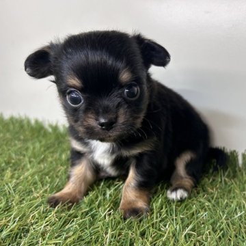 チワワ(ロング)【三重県・男の子・2025年10月31日・ブラック&タン】の写真「大きな眉毛とぱっちりお目目な男の子です✨」