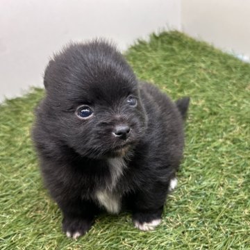 ポメラニアン【三重県・女の子・2025年10月2日・ブラック】の写真「こぐまが産まれました👏😍」