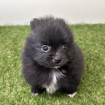 ポメラニアン【三重県・女の子・2025年10月2日・ブラック】の写真「こぐまが産まれました👏😍」