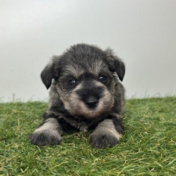 ミニチュアシュナウザー【三重県・女の子・2025年10月10日・ソルト&ペッパー】の写真「3姉妹の末っ子ちゃん！」