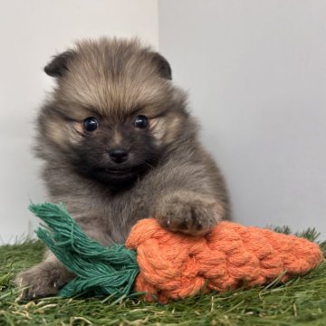 ポメラニアン【三重県・女の子・2025年10月2日・オレンジセーブル】の写真「まるまるボディが魅力的すぎます♡🤣」