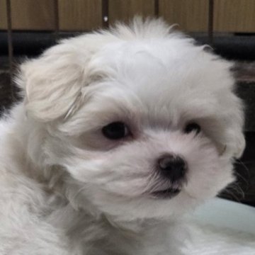 マルチーズ【三重県・男の子・2025年10月24日・ホワイト】の写真「可愛い顔をして甘えん坊な性格」