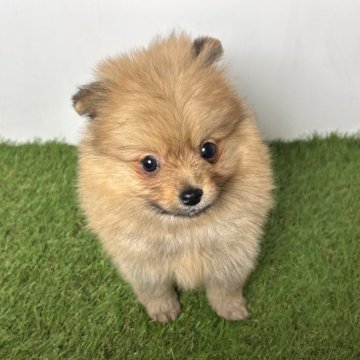 ポメラニアン【三重県・男の子・2025年10月2日・オレンジセーブル】の写真「耳、足、尻尾が黒いキツネ風カラー🦊」