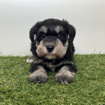 ミニチュアシュナウザー【三重県・女の子・2025年10月10日・ブラック&シルバー】の写真「カラーが綺麗に出ています🫧」