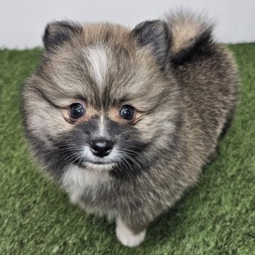 ポメラニアン【三重県・男の子・2025年10月1日・ウルフセーブル】の写真「狼っぽい凛々しいお顔👀」