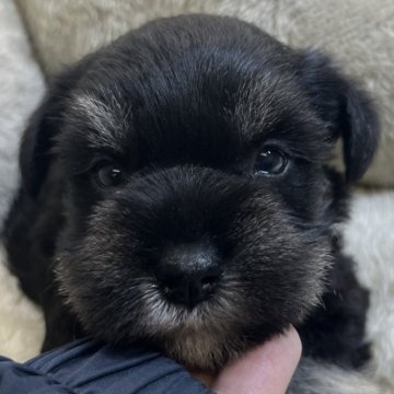 ミニチュアシュナウザー【三重県・女の子・2025年10月6日・ブラック&シルバー】の写真「これから段々シルバー色が出てきます💗」