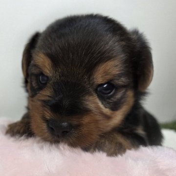 ヨークシャーテリア【三重県・男の子・2025年9月30日・スチールブルー&タン】の写真「マイペースな男の子です♪」