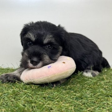 ミニチュアシュナウザー【三重県・女の子・2025年10月10日・ブラック&シルバー】の写真「3姉妹の次女ちゃん🫧」