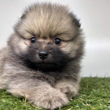 ポメラニアン【三重県・女の子・2025年10月2日・オレンジセーブル】の写真「たぬきみたいなまるまるボディ😍」