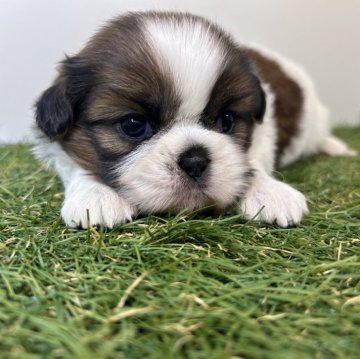 シーズー【三重県・男の子・2025年10月16日・ゴールド&ホワイト】の写真「むちっ☺️ころっ😊」