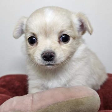 チワワ(ロング)【三重県・女の子・2025年7月16日・クリーム&ホワイト】の写真「大人しく優しい女の子🐶🎀初めて飼う方にも最適✨」