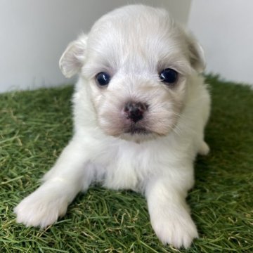 マルチーズ【三重県・女の子・2025年9月21日・ホワイト】の写真「甘えたさんの末っ仔です🐶 」