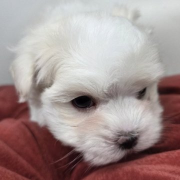 マルチーズ【三重県・男の子・2025年10月24日・ホワイト】の写真「可愛い顔をして甘えん坊な性格」