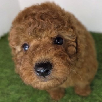 トイプードル(トイ)【三重県・女の子・2025年6月15日・レッド】の写真「毛並みと可愛い瞳がチャームポイント💛」