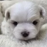 マルチーズ【三重県・男の子・2025年10月24日・ホワイト】の写真1