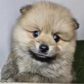 ポメラニアン【三重県・男の子・2025年10月16日・オレンジセーブル】の写真1「【生後40日頃】11/27現在の体重は1.32kgです🐶」