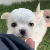 チワワ(ロング)