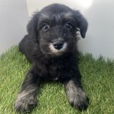 ミニチュアシュナウザー