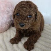 トイプードル(トイ)