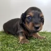 ミニチュアダックスフンド(ロング)【三重県・女の子・2024年12月7日・レッド】の写真1