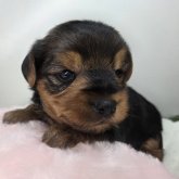 ヨークシャーテリア