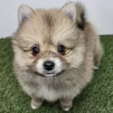 ポメラニアン【三重県・女の子・2025年10月1日・オレンジセーブル】の写真1「【生後50日頃】11/17現在の体重は1.13kgです🐶」