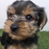 ヨークシャーテリア