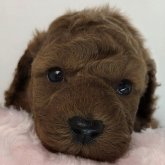 トイプードル(トイ)