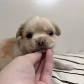 チワワ(ロング)