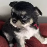 チワワ(ロング)