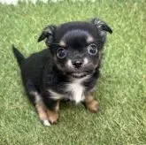 チワワ(ロング)