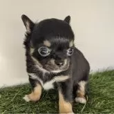 チワワ(ロング)【三重県・女の子・2025年3月10日・ブラックタン&ホワイト】の写真1